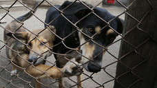 В Удмуртии проведут проверку глазовского приюта для животных