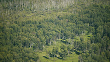 Из-за высокой пожароопасности в Удмуртии ограничили посещение лесов