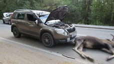 В Удмуртии лось стал причиной ДТП