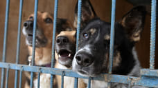 В Удмуртии возбудили административное производство по итогам проверки глазовского приюта для животных