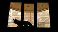 На базе отдыха в Удмуртии при проверке содержания песцов выявили нарушения