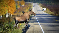 161 дикое животное погибло в результате аварий на дорогах в Удмуртии