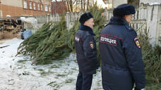 Для охраны елей в предновогодний период в Удмуртии будут применять квадрокоптеры и фотоловушки