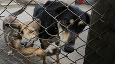 Приют для безнадзорных животных в поселке Смирново в Ижевске начнут строить в 2022 году