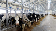 Три новые животноводческие фермы открылись в Удмуртии