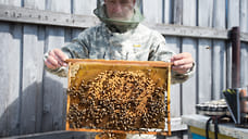 Пчеловоды Удмуртии получат компенсацию в 2,5 млн рублей за погибших пчел