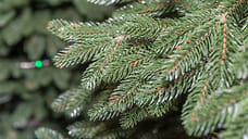 Более 3,8 тысяч новогодних деревьев вывезено из Удмуртии в другие регионы страны