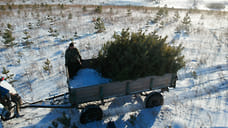 Более 27 тысяч рождественских деревьев вывезено из Удмуртии в другие регионы