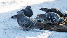 Снег и повышение температурного фона ожидаются в Удмуртии в выходные