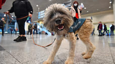 74 животных вывезли из Удмуртии за границу для участия в выставках