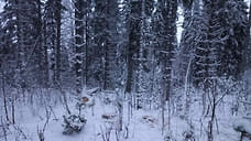 Жителя Удмуртии подозревают в незаконной рубке елей на 5 млн рублей