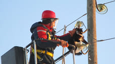 В Удмуртии спасли застрявшую на изоляторе воздушной линии кошку