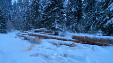 Жителя Удмуртии подозревают в незаконной рубке деревьев почти на 3 млн рублей