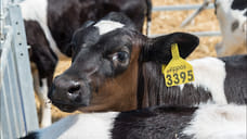 Производство молока в Удмуртии выросло на 6% в 2021 году