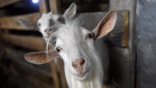 Производство козьего молока в Удмуртии увеличилось на 73% в 2021 году