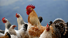 Производство куриных яиц в Удмуртии сократилось на 0,6% в 2021 году