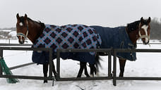 Суд вынес приговор двум жителям Удмуртии за кражу лошадей