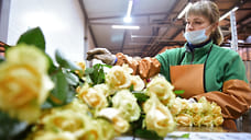 Более 50 тысяч срезов роз вывезено из Ижевска в другие регионы России