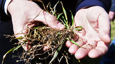 Посевам озимых культур в Удмуртии грозит выпревание из-за неблагоприятных погодных условий