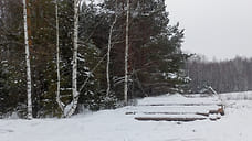 Жителя Удмуртии подозревают в рубке деревьев на 1 млн рублей