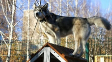 В Ижевске в 2022 году оборудуют новую площадку для выгула собак