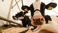 20 тонн молочной продукции отправили из Удмуртии на экспорт