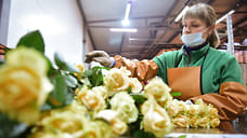 Более 513 тысяч срезов цветов ввезено в Удмуртию из Нидерландов, Колумбии и Израиля