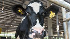 Из Удмуртии экспортировали первую партию сухой молочной сыворотки в Китай