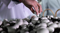 161,4 тонны субстрата с шампиньонной грибницей эскортировали из Удмуртии в Киргизию и Казахстан