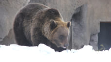 Бурый медведь Гоша вышел из спячки в Ижевском зоопарке