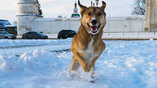 В Удмуртии количество неблагополучных пунктов по бешенству животных снизилось в 5 раз