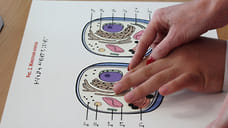 В Ижевске разработали первый в России учебник по биологии для незрячих и слабовидящих детей