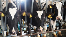 Переработчики молока в Удмуртии получат федеральную субсидию