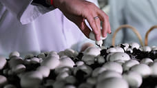 Более 190 тонн с шампиньонной грибницей экспортировали из Удмуртии