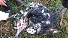 Двух братьев в Удмуртии задержали за незаконный вылов рыбы сетями