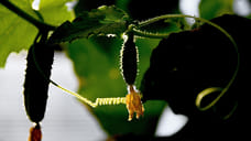 Больше 518 тонн огурцов вывезли из Удмуртии в другие регионы России