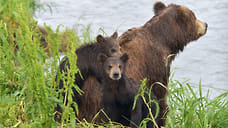 В Удмуртии медведица напала на жителя Кезского района