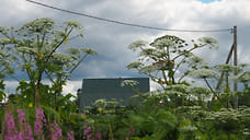 Прокуратура обязала главу Ижевска уничтожить борщевик в Ярушкинском дендропарке