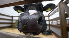 Порядка 670 тонн молочной продукции экспортировали из Удмуртии в Китай и Узбекистан