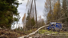 9 случаев падения деревьев на дороги зафиксировали в Удмуртии из-за непогоды