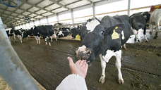 Поставки молочной продукции из Удмуртии в Узбекистан и Китай выросли в 4 раза