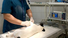 Льготную стерилизацию домашних животных в Ижевске сделают постоянной