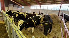 Ферму на 250 голов крупного рогатого скота открыли в Увинском районе Удмуртии