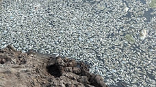 Массовый мор рыбы произошел в деревне Русский Вожой в Удмуртии
