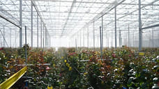 Объем выращенных роз на ТОР «Сарапул» увеличится до 18 млн штук к 2025 году