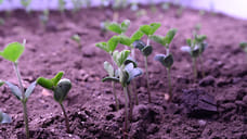 В Удмуртии могут увеличить посевные площади для выращивания сои и клубники