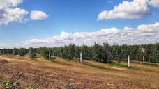 Яблоневые плантации могут появиться на берегу Камы в Воткинском районе Удмуртии