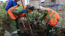 Треть высаженных на улице Ленина в Ижевске ясеней не прижились