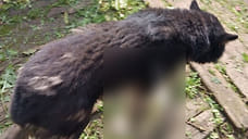 В Ярском районе задержали местного жителя, стрелявшего в собаку из арбалета