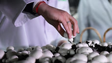 На 40% увеличился экспорт шампиньонной грибницы из Удмуртии в страны СНГ